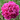Pfingstrose Rockii "Kyoto" Ai Hong Qiu