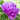Pfingstrose Rockii "Stockholm" Bao Shi Lan