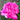 Pfingstrose Rockii "Valencia" Hong Guan Yin Xian