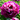 Pfingstrose Rockii "Innsbruck" Hong Hai Yin Lang