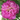 Pfingstrose Rockii "Bled" Hong Zhuang Su Guo