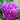 Pfingstrose Rockii "Aachen" Lan Zhou Chou