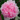 Pivoine Rockii "Berlin" Tao Hua Zhuang Yuan