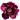 Pfingstrose Rockii "Edinburgh" Ye Guang Bei