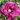 Pivoine Rockii "Barcelone" Zi Yan