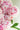 Pfingstrose Staude Florence Nicholls