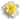 Pfingstrose Staude Honey Gold