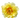 Pfingstrose Staude Itoh Bartzella