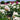 Pfingstrose Staude Class Act