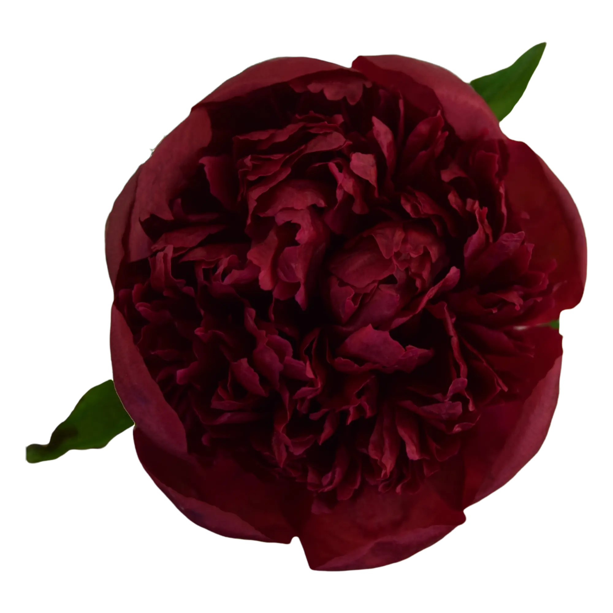 Peony Perennial Many Happy Returns – peonly
