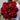 Pfingstrose Staude Red Charm