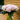 Pfingstrosen Schnittblumen