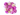 Pfingstrose Staude 5 Stück Mix