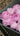 Pfingstrose Staude Pillow Talk