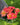 Pfingstrose Staude Coral Charm
