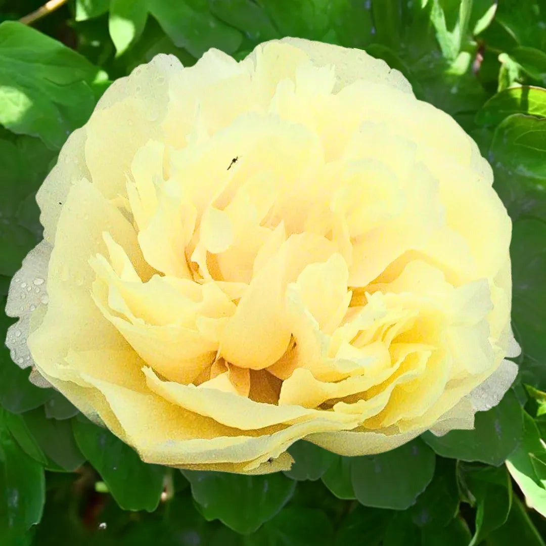 Gelbe Pfingstrose Vanilla Schnapps in voller Blüte
