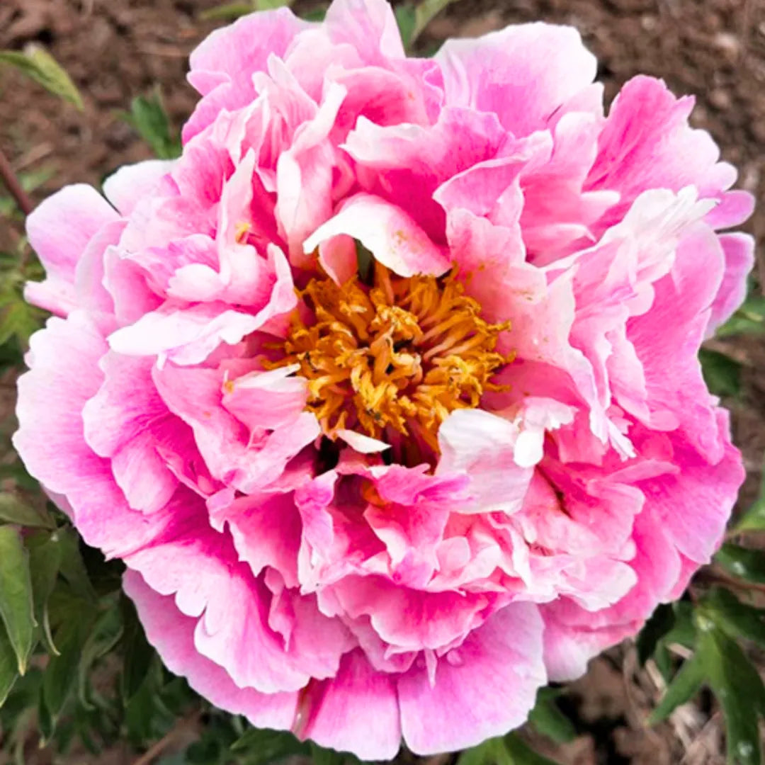 Rosa gefüllte Rockii-Pfingstrose mit goldener Mitte