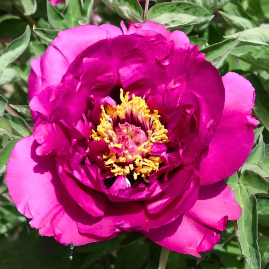Magentafarbene Rockii-Pfingstrose mit gelber Mitte