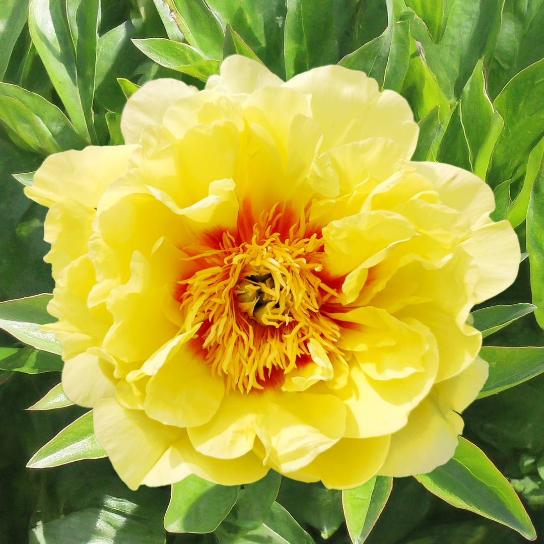 Itoh-Pfingstrose Bartzella mit gelber Blüte