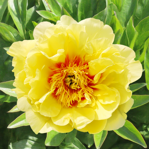 Pfingstrosenblüte – PEONLY auf Instagram