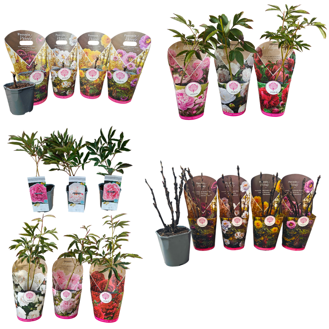 Getopfte Pfingstrosen mit PEONLY-Etiketten