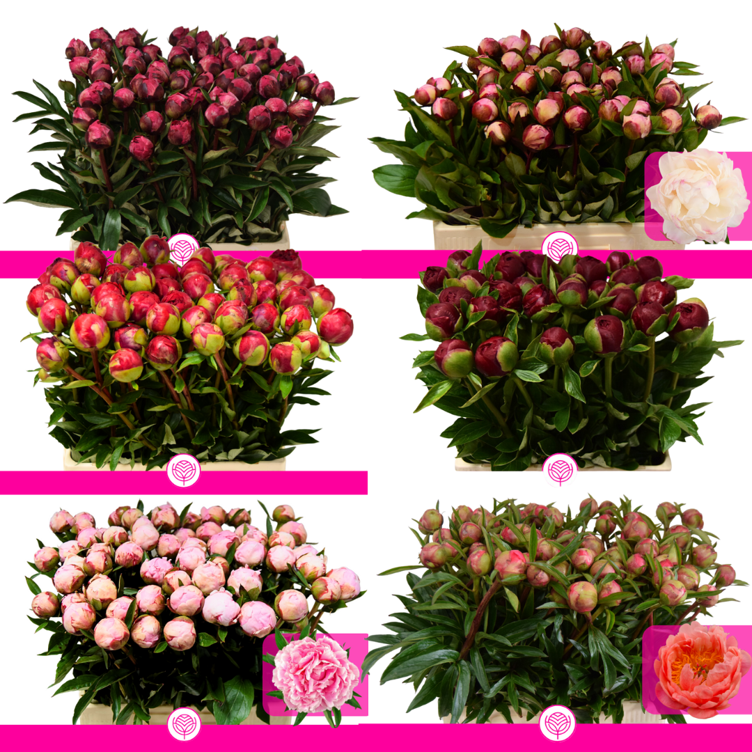 Bunde mit Schnittpfingstrosen in Rot, Rosa und Weiß