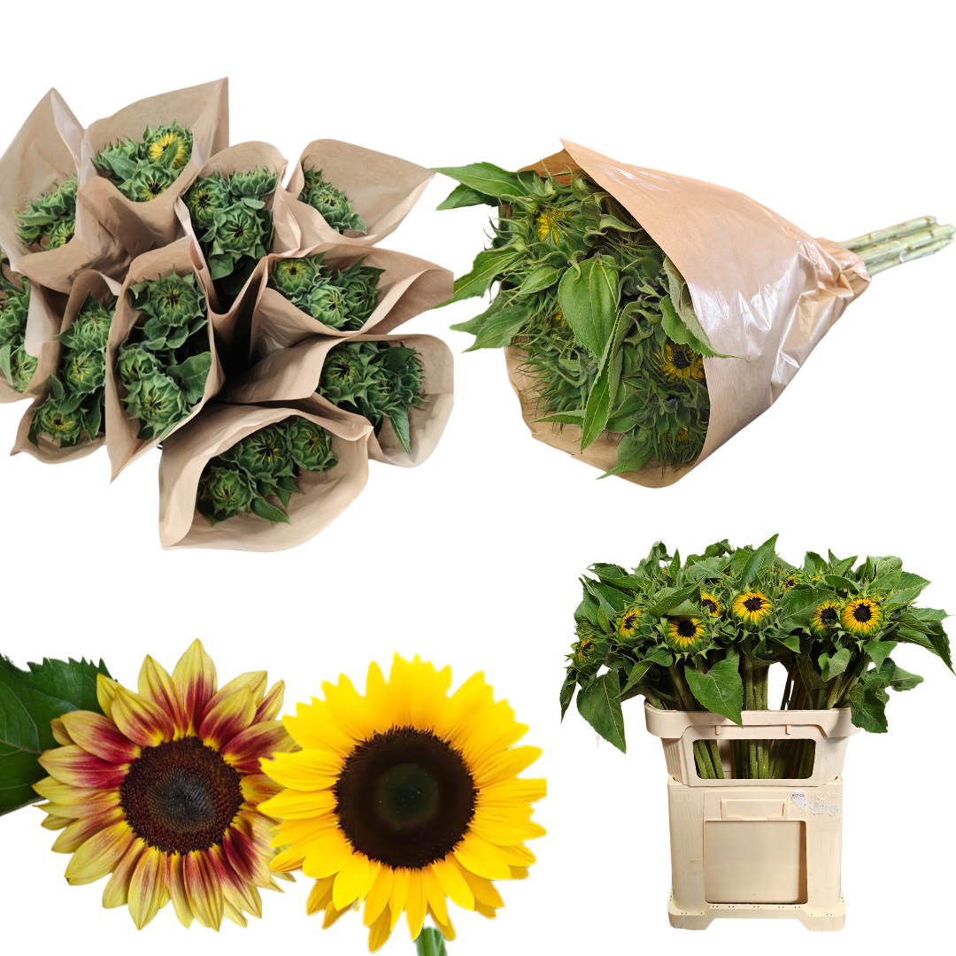 Sonnenblumen-Bunde in Papierverpackung