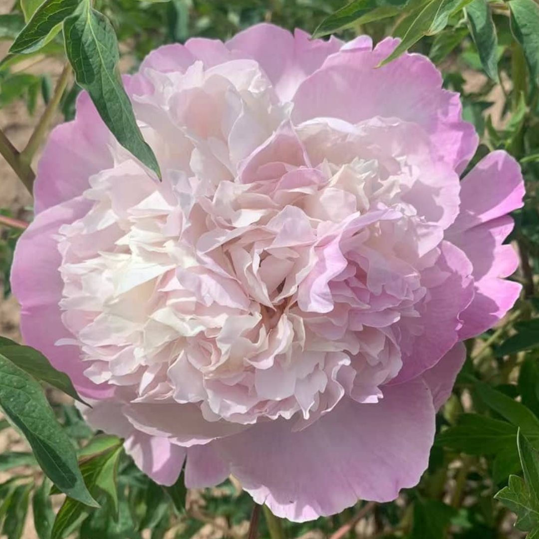 Rosa gefüllte Pfingstrosenblüte