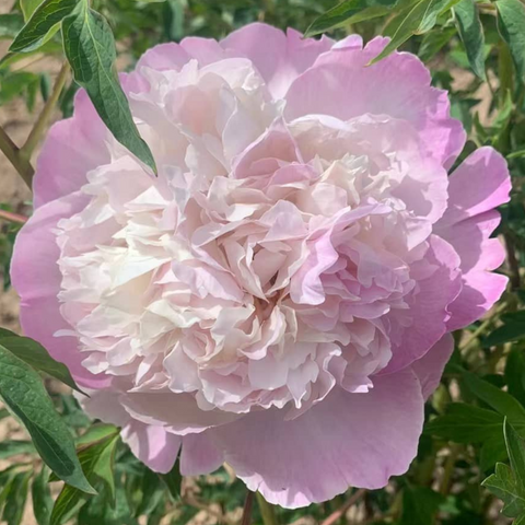 Pfingstrosenblüte – PEONLY auf Instagram