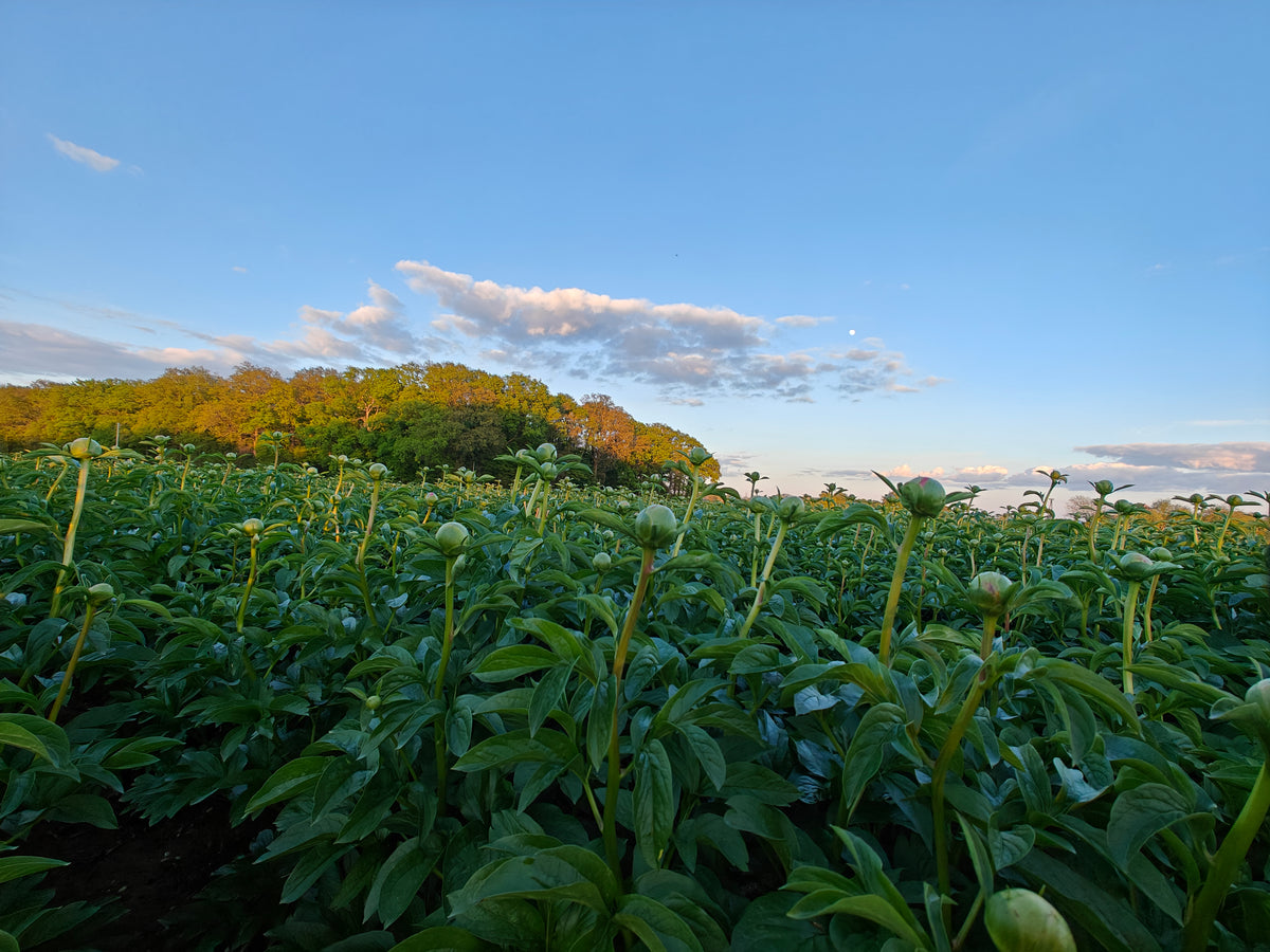 Pfingstrosenfeld von PEONLY mit Knospen im Abendlicht