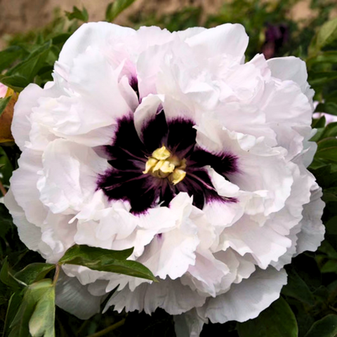 Pfingstrosenblüte – PEONLY auf Instagram
