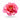 Pfingstrose Hillary Blüte