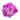 Pfingstrose Rockii "Cannes" Xin Long Er Qiao