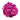 Pfingstrose Rockii "Galway" Lan Shan Jin Guang