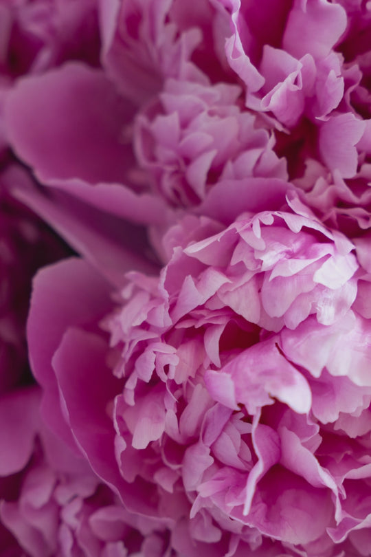 Pfingstrose Staude Sarah Bernhardt