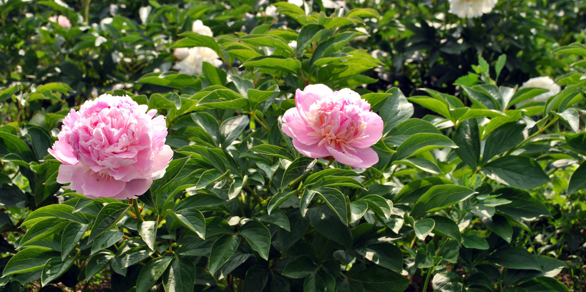 Rosa Pfingstrosenblüten an der Pflanze