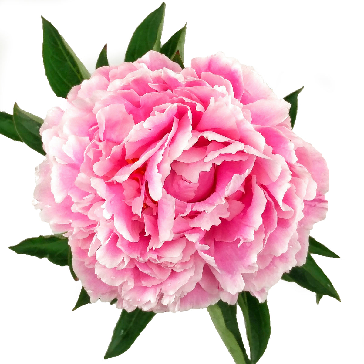 Staudenpfingstrose Sarah Bernhardt mit rosa gefüllter Blüte