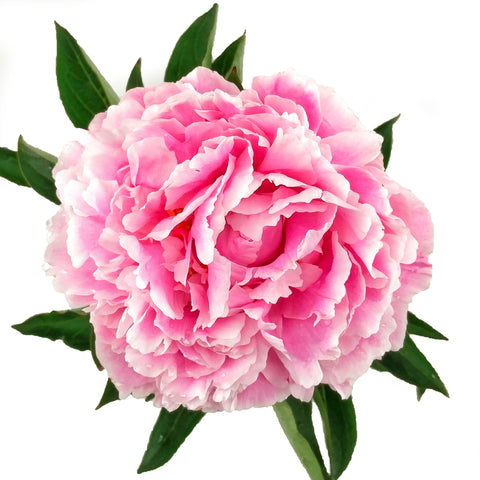Pfingstrosenblüte – PEONLY auf Instagram