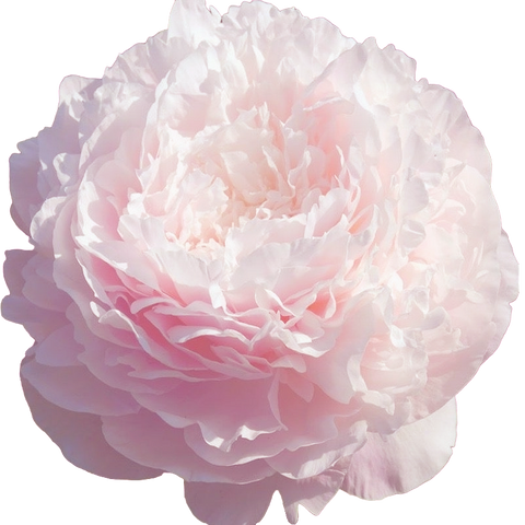 Pfingstrosenblüte – PEONLY auf Instagram