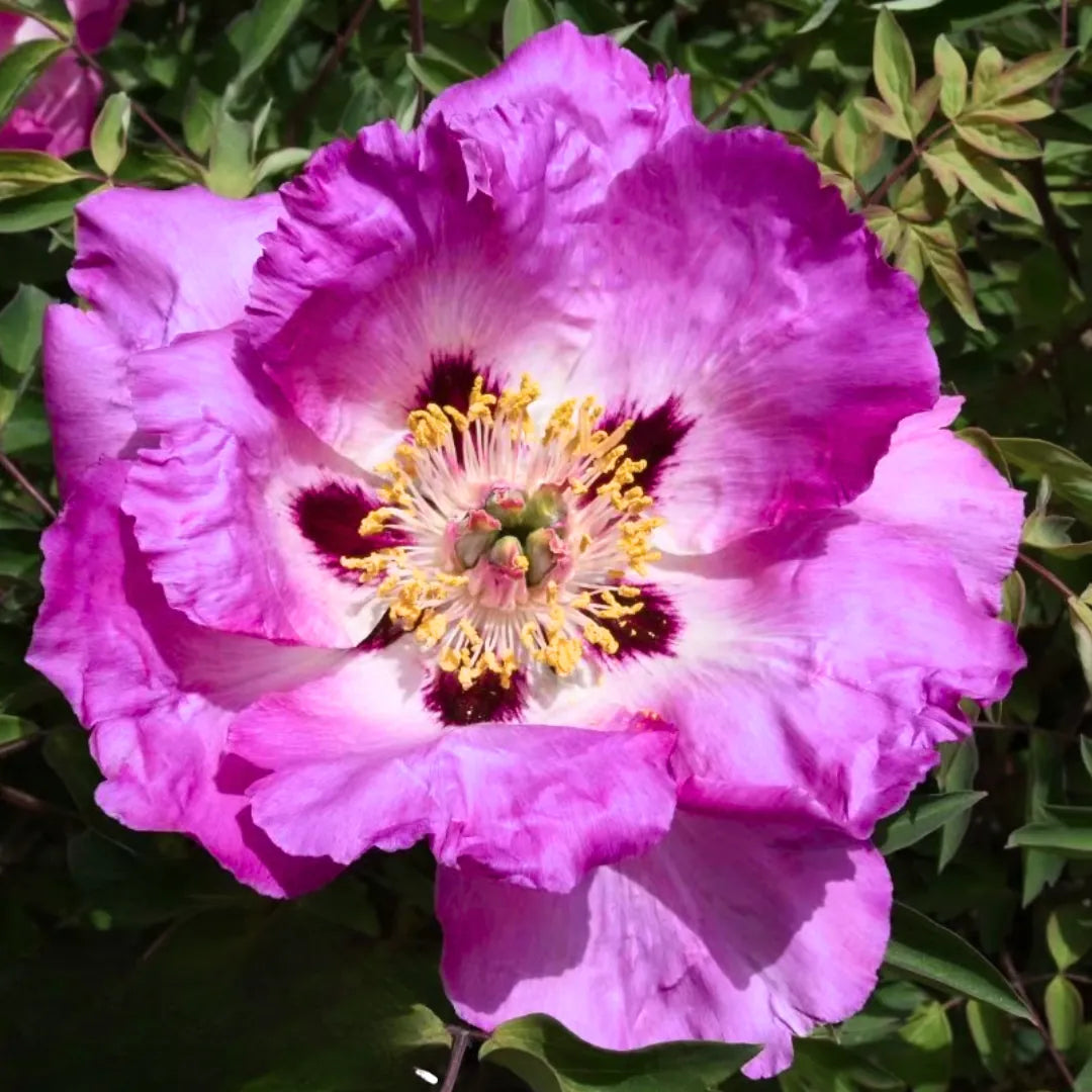 Violette Rockii-Pfingstrose mit gelben Staubgefäßen